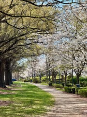 Beautiful sidewalk path amongst blooming cherry trees