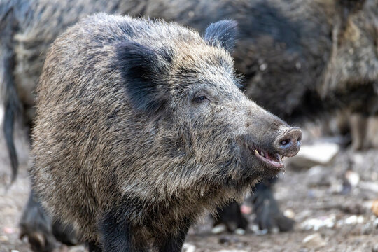 Wildschwein
