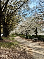 Beautiful sidewalk path amongst blooming cherry trees