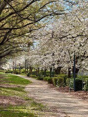 Beautiful sidewalk path amongst blooming cherry trees