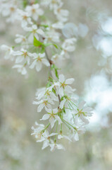 Fototapeta premium White blossom branch with multiple small flowers and subtle green accents, soft blurred background and gentle light, airy spring composition with natural tones and smooth bokeh effect.