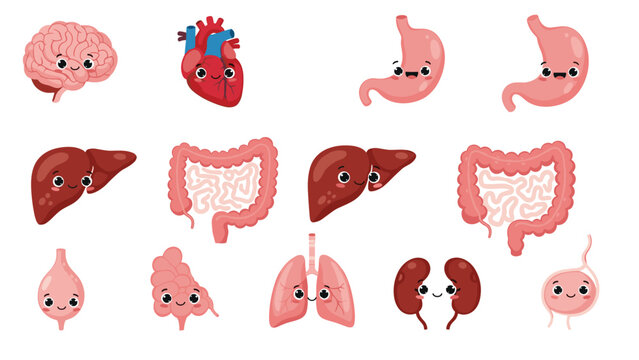Large set of cute human internal organ characters with smiling faces including brain, heart, stomach, liver, lungs, and kidneys.
