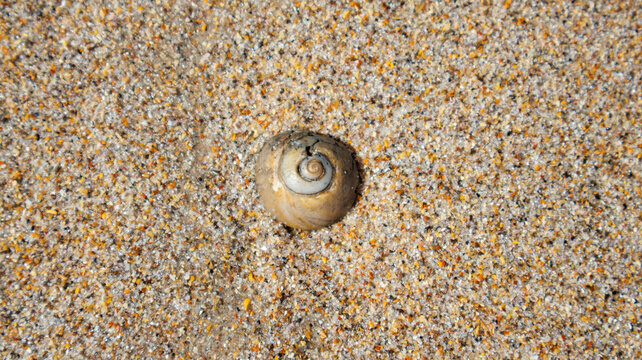 Top down view of a spiral sea shell embedded in wet beach sand
