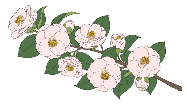 Long flowering branch of delicate pink camellia flowers with lush green leaves and unopened buds against a white background.