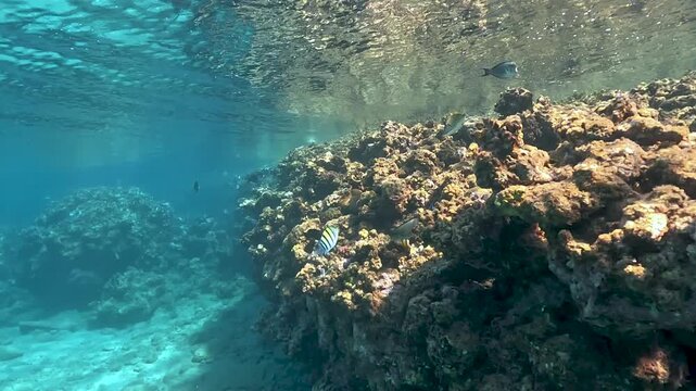 Snorkeling at Marsa Alam Red Sea, group of surgeonfish and sergeant fish swimming above coral covered rocks near shore