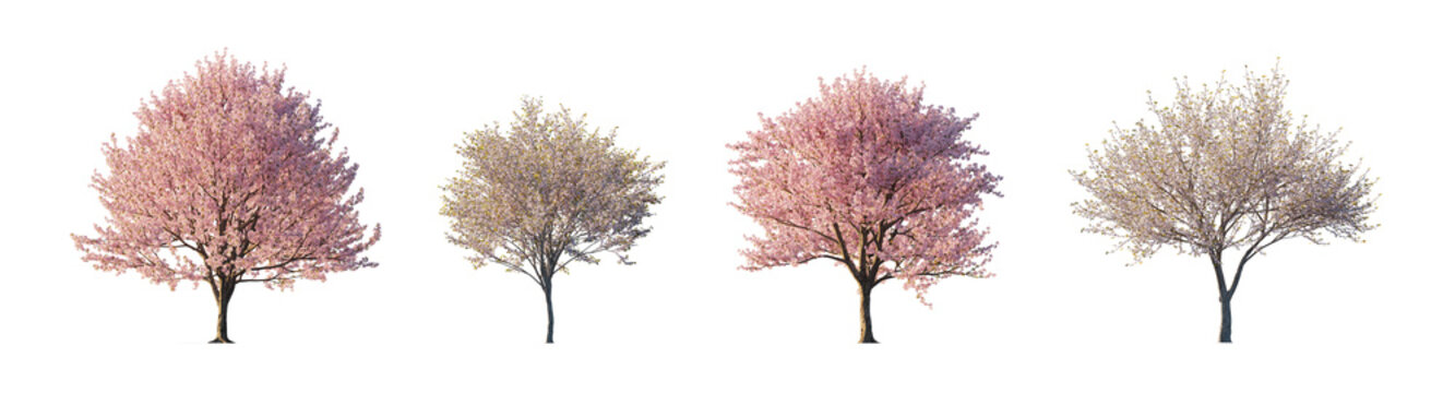 pink flowering prunus subg. amygdalus and prunus serrulata (flowering almond, flowering cherry, oriental cherry) isolated PNG on a transparent background premium nature cutout