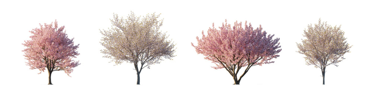 pink flowering prunus subg. amygdalus and prunus serrulata (flowering almond, flowering cherry, oriental cherry) isolated PNG on a transparent background premium nature cutout