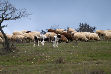 Obraz premium a large flock of grazing sheep on a grassy hillside, guarded by two Karakachan-style shepherd dogs in Bulgaria