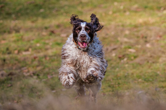 Happy English Springer Spaniel dog running and playing with a stick in a sunny park