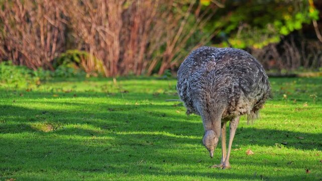 Darwin's rhea, Rhea pennata, also known as the lesser rhea.
