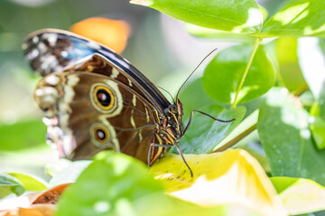 butterfly on leaf macro © SD3Creative.com