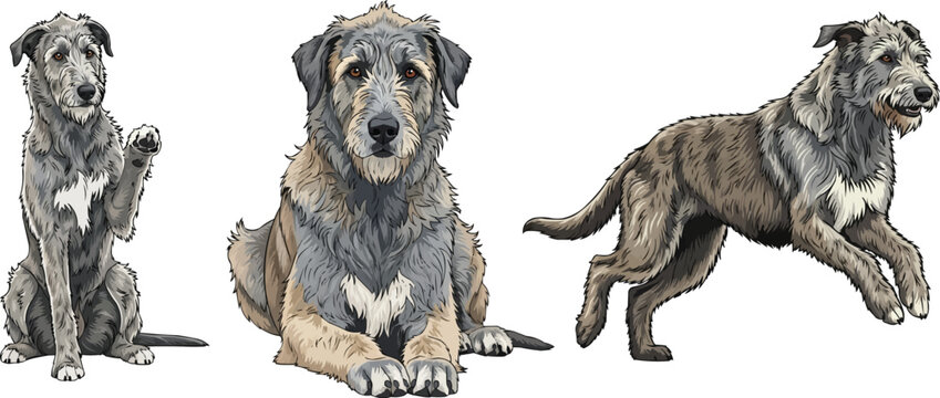 Irish Wolfhound dog sitting lying down relaxed running pose set