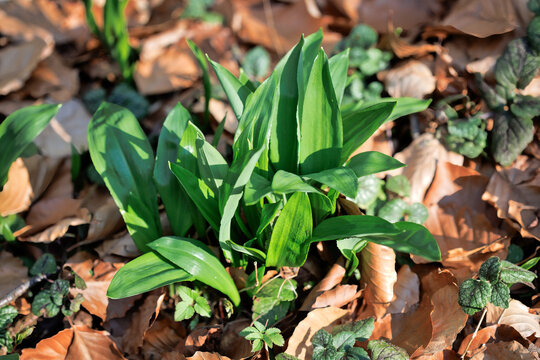Junger B&auml;rchlauch (Allium ursinum) auf dem Waldboden eines Buchenwaldes im Fr&uuml;hling