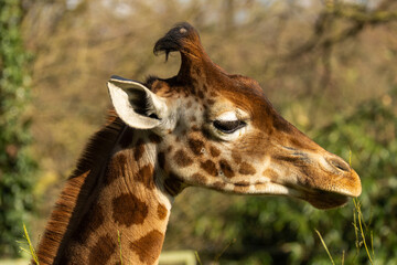 Fototapeta premium Girafe