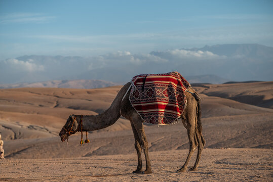 Chameau dans le d&eacute;sert au coucher du soleil, paysage aride et voyage au Moyen-Orient 