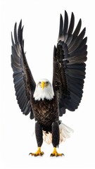 Obraz premium Majestic Bald Eagle Spreading Wings in Majestic Pose.
