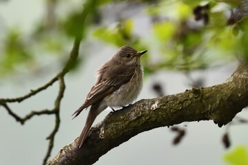 Naklejka premium Spotted Flycatcher (Muscicapa striata) in natural habitat, wildlife bird photograph