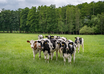Weidehaltung - eine kleine Herde schwarzbunter Rinder auf eier grünen Frühlingsweide. © Countrypixel