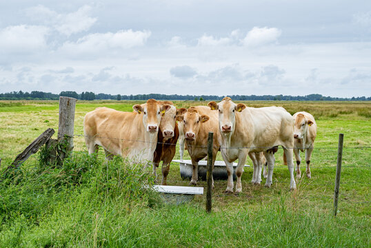 Rinderrassen - Blonde d&rsquo;Aquitaine Rindviehherde stehen auf der Weide mit einer Badewanne als Wassertr&auml;nke.