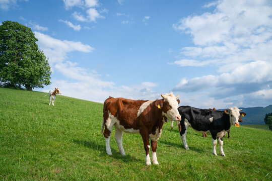 H&uuml;bsche Jungrinder - eines mit Saugentw&ouml;hner auf einem gr&uuml;nen H&uuml;gel im Allg&auml;u, Nahaufnahme.