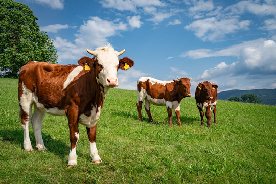 Mehrere sch&ouml;ne, bunte Rinder in interessanter Formation auf einer Fr&uuml;hlingswiese, Nahaufnahme.