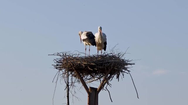 A pair of white storks sitting in their nest ready for a new season