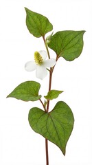 Naklejka premium Single white Houttuynia cordata flower with green heart shaped leaves isolated on white background