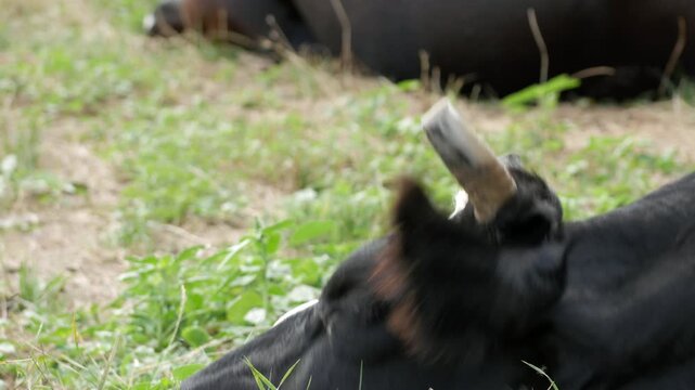 Close up of black and white cow mouth chewing cud with flies on muzzle, side.