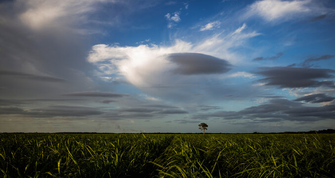 Sugarcane and lone tree