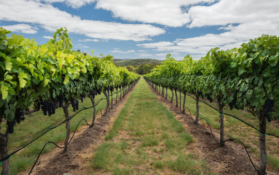 Vineyard