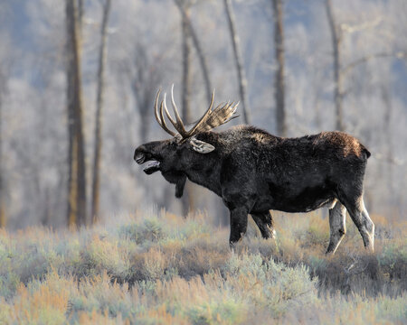 Majestic Bull Moose Roaming Through Serene Forest Landscape