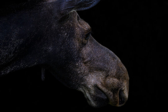Majestic Moose in Profile: Exploring the Beauty of Wildlife in Nature's Silence