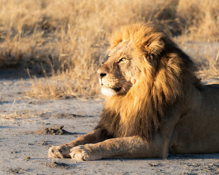 Majestic Lion Basking in Late Day Sunlight: The King of the Jungle Roams Free in Its Natural Habitat