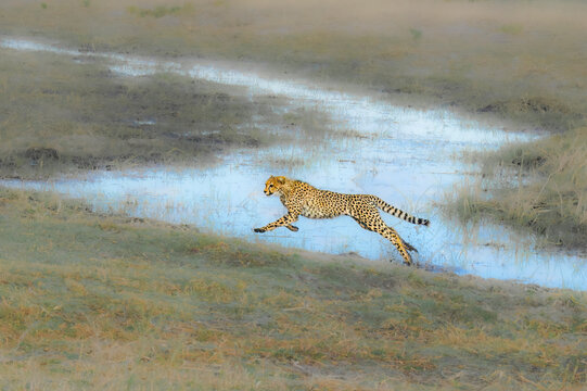 Majestic Cheetah Leaping Across Stream in African Savannah - Wildlife Photography