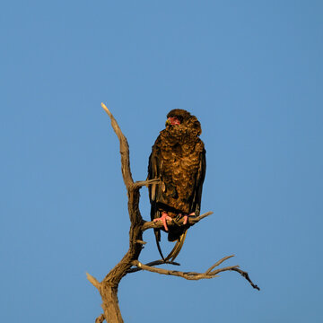 Bateleur Eagle Perched on a Tree Branch Against a Clear Blue Sky - Wildlife Photography in Natural Habitat