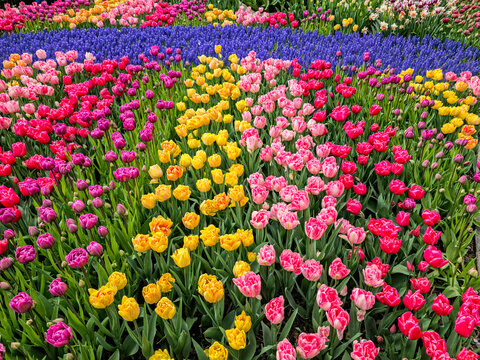USA, Washington State, Skagit Valley. Rows of bright colored tulips on display.