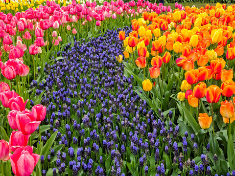 USA, Washington State, Skagit Valley. Rows of bright colored tulips on display.