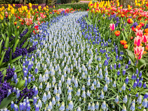 USA, Washington State, Skagit Valley. Rows of bright colored tulips on display.