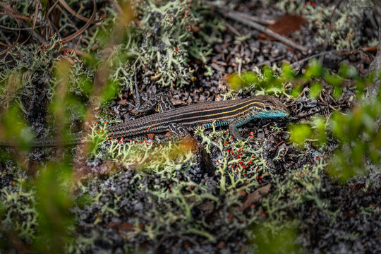 Discover the Beauty of Nature: A Lizard Camouflaged in Lush Greenery, Florida, USA