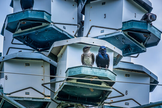Male and female Purple Martins perched on a colony nesting box, Florida, USA