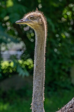 Majestic Ostrich at a zoo: Discover Fascinating Facts About the World's Largest Birds
