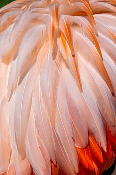 Discover the Beauty of Flamingo Feathers: A Close-Up Look at Nature's Artistry in Vibrant Pink Hues