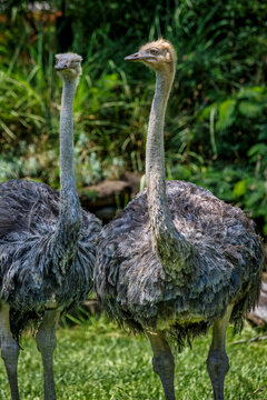 Majestic Ostriches at a zoo: Discover Fascinating Facts About the World's Largest Birds
