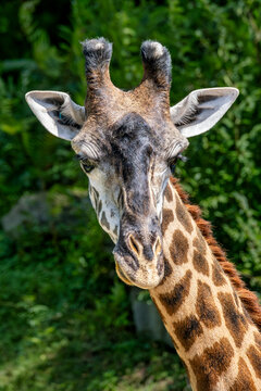 Majestic Giraffe at the zoo &ndash; Discover Fascinating Giraffe Facts