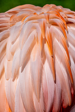 Discover the Beauty of Flamingo Feathers: A Close-Up Look at Nature's Artistry in Vibrant Pink Hues