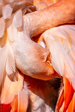Serene Flamingo in Close-Up: Elegant Plumage and Graceful Pose