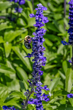 Bee on Vibrant Purple Flower: Crucial Pollinator Action in Bloom