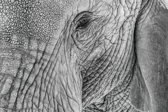 Explore the Intricate Beauty of Elephant Skin Texture in Black and White Photography