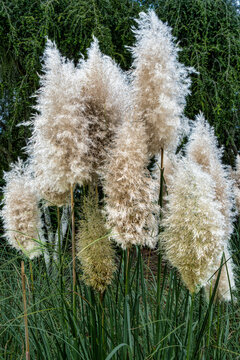 Majestic Pampas Grass in Lush Garden Setting &ndash; Enhance Your Landscape with These Ornamental Plants