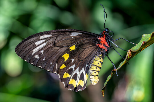 Explore the Stunning Beauty of a Vibrant Black and Yellow Butterfly in its Natural Habitat - Captivating Butterfly Photography
